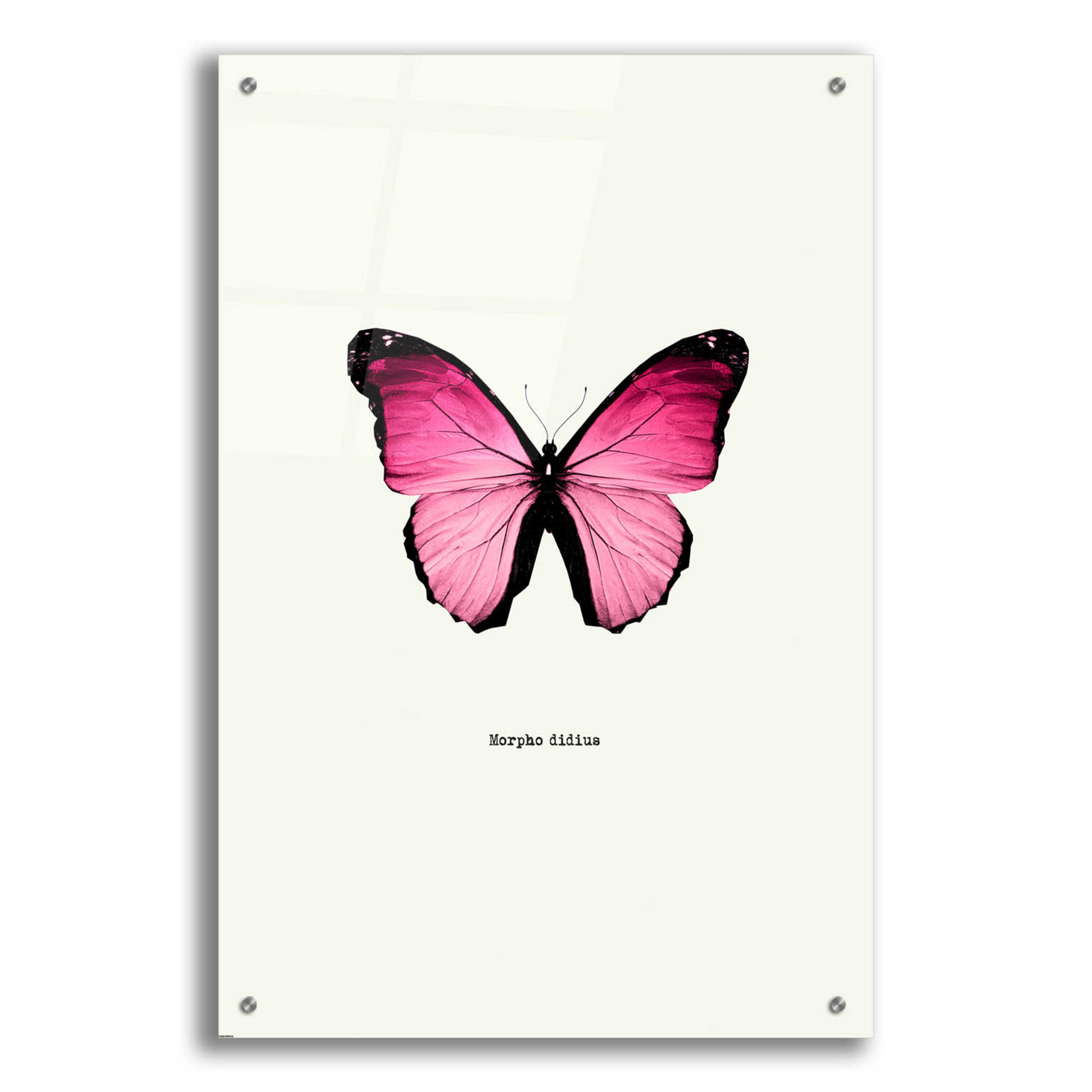 Epic Art 'Pink Butterfly' by GraphINC, Acrylic Glass Wall Art, 24"x36"