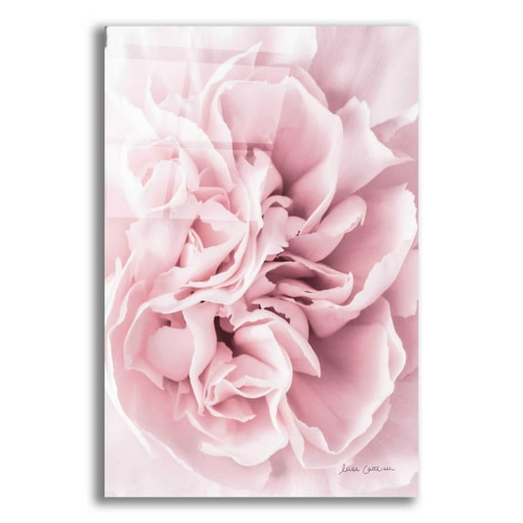 Epic Art 'Pink Carnation Crop' by Elise Catterall, Acrylic Glass Wall Art, 16"x24"