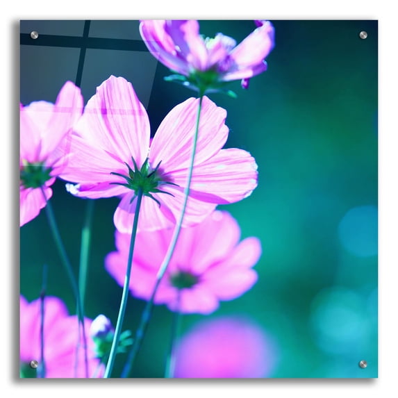 Epic Art 'Pink Flowers 2' by Photoinc Studio, Acrylic Glass Wall Art, 24"x24"