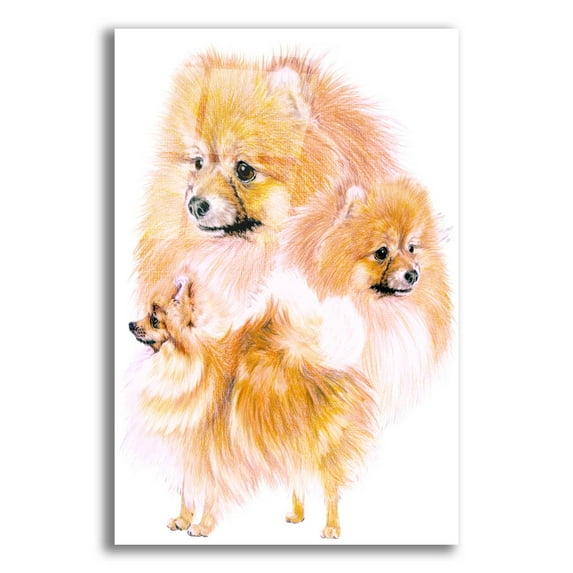 Epic Art 'Pomeranian' by Barbara Keith, Acrylic Glass Wall Art, 12"x16"