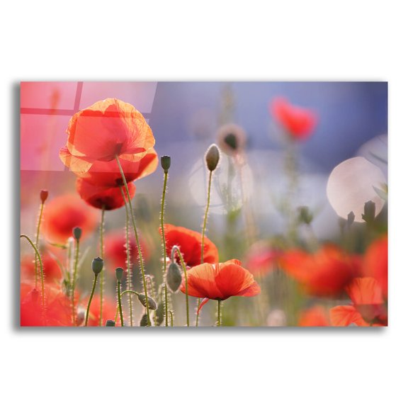 Epic Art ' Poppy Delight' by Roeselien Raimond, Acrylic Glass Wall Art, 16"x12"