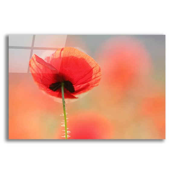 Epic Art ' Poppy Dream' by Roeselien Raimond, Acrylic Glass Wall Art, 16"x12"