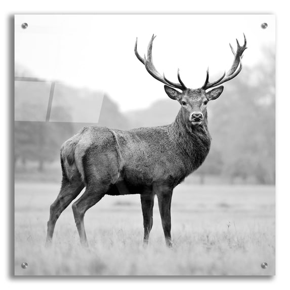 Epic Art 'Proud Deer' by Photoinc Studio, Acrylic Glass Wall Art, 24"x24"