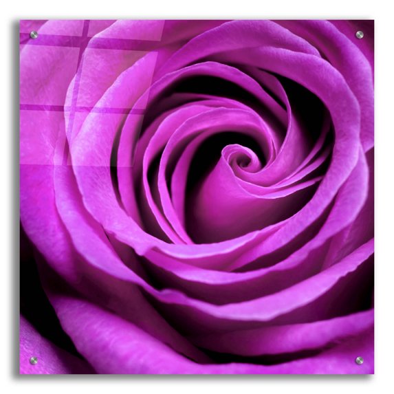 Epic Art 'Purple Rose' by Photoinc Studio, Acrylic Glass Wall Art, 24"x24"