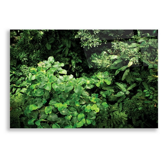 Epic Art 'Rainforest Canopy' by Nicklas Gustafsson Acrylic Glass Wall Art, 24"x16"