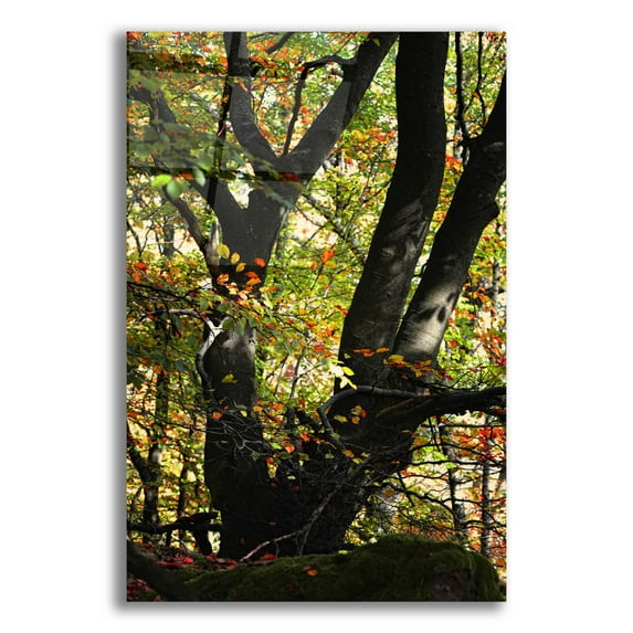 Epic Art 'Red Confetti' by Philippe Sainte-Laudy, Acrylic Glass Wall Art, 16"x24"