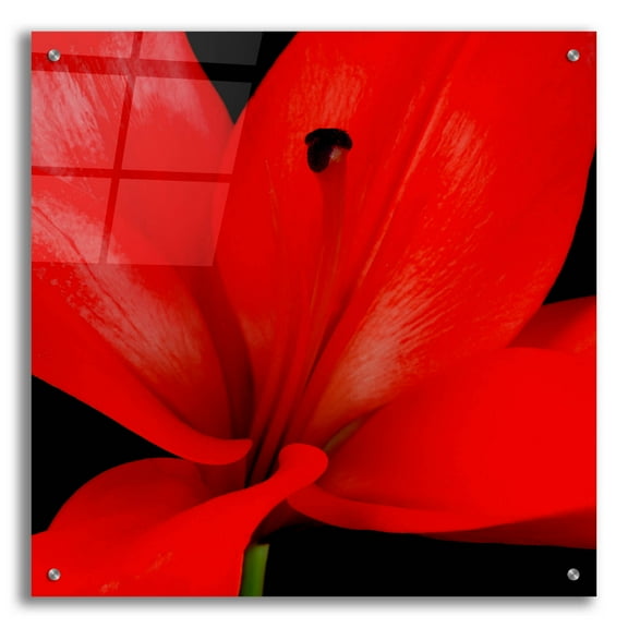 Epic Art 'Red Flower on Black 03' by Tom Quartermaine, Acrylic Glass Wall Art, 24"x24"