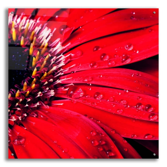 Epic Art 'Red Gerbera with Waterdrops 02' by Tom Quartermaine, Acrylic Glass Wall Art, 36"x36"