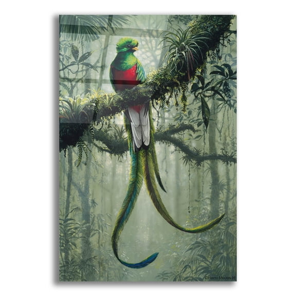 Epic Art 'Resplendent Quetzal 2' by Harro Maass, Acrylic Glass Wall Art, 12"x16"