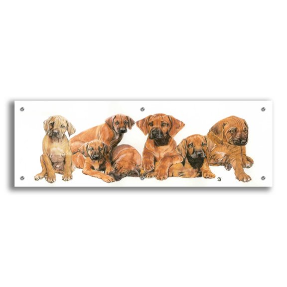 Epic Art 'Rhodisian Ridgeback Puppies' by Barbara Keith, Acrylic Glass Wall Art, 36"x12"