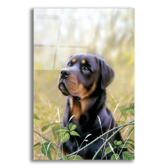 Epic Art 'Rottweiler Spirit Of Loyalty' by John Silver, Acrylic Glass Wall Art, 12"x16"