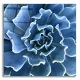 thumbnail image 1 of Epic Art 'Ruffled Edges' by Jan Bell Acrylic Glass Wall Art, 12"x12", 1 of 6