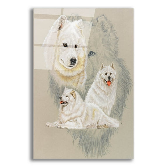 Epic Art 'Samoyed' by Barbara Keith, Acrylic Glass Wall Art, 16"x24"