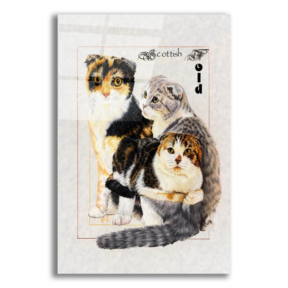 Epic Art 'Scottish Fold' by Barbara Keith, Acrylic Glass Wall Art, 16"x24"