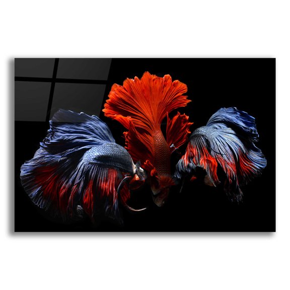 Epic Art 'Siamese Fighting Fish' by Epic Portfolio Acrylic Glass Wall Art, 24"x16"