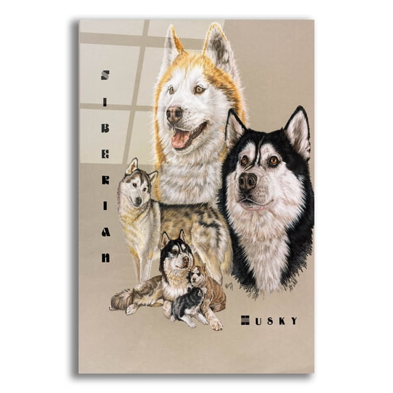 Epic Art 'Siberian Husky' by Barbara Keith, Acrylic Glass Wall Art, 12"x16"