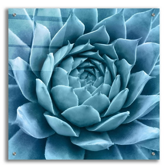 Epic Art 'Silvery Blue Agave' by Jan Bell Acrylic Glass Wall Art, 24"x24"