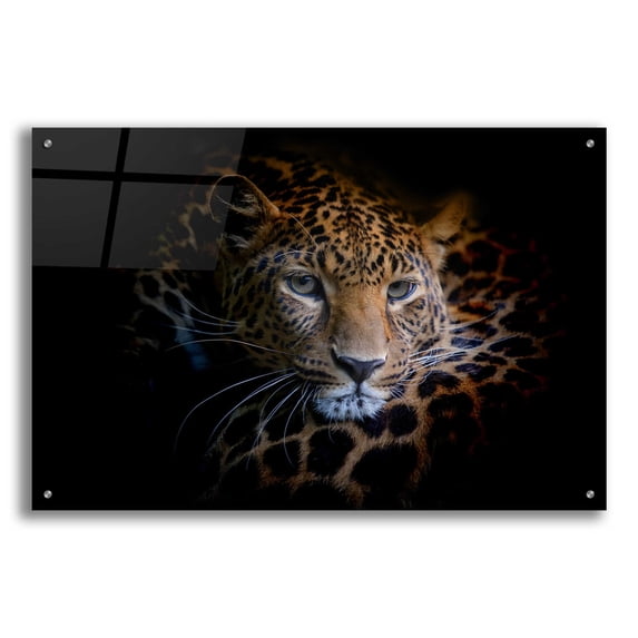 Epic Art 'Sleepy Leopard' by Epic Portfolio Acrylic Glass Wall Art, 36"x24"