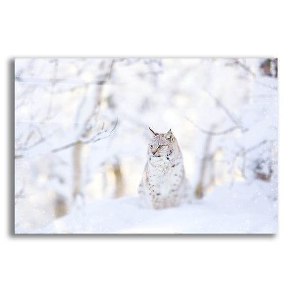 Epic Art 'Snow Lynx' by Photoinc Studio, Acrylic Glass Wall Art, 24"x16"