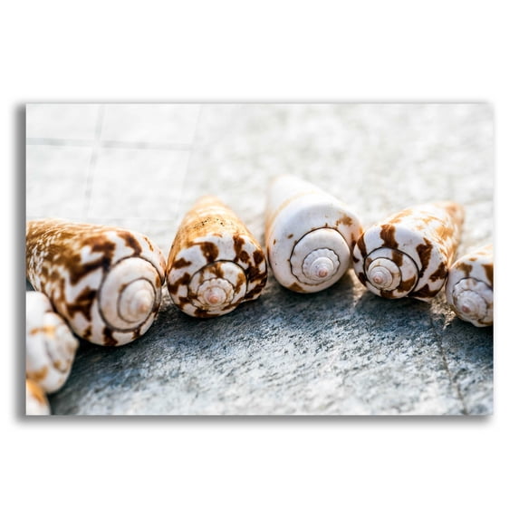 Epic Art 'Spiral Seashells' by Elena Ray, Acrylic Glass Wall Art, 16"x12"