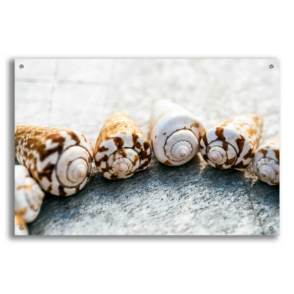 Epic Art 'Spiral Seashells' by Elena Ray, Acrylic Glass Wall Art, 36"x24"
