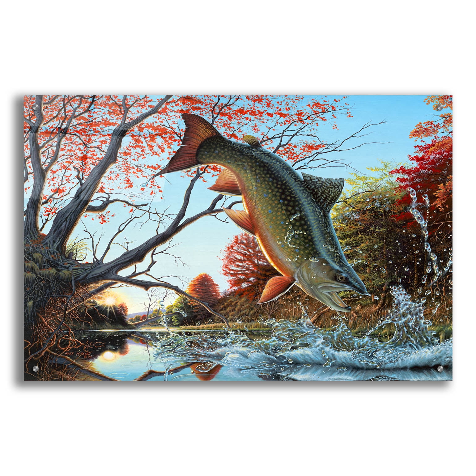 Epic Art 'Splash of Color - Brook Trout' by Mark Mueller Wildlife