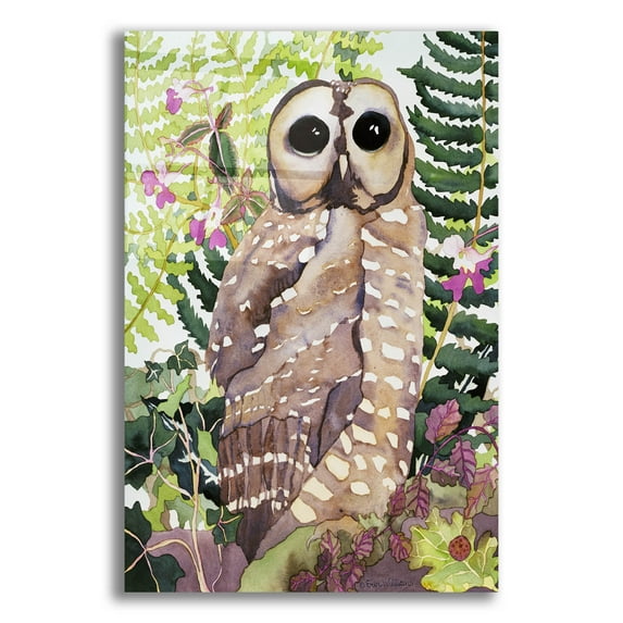 Epic Art 'Spotted Owl' by Carissa Luminess, Acrylic Glass Wall Art, 12"x16"