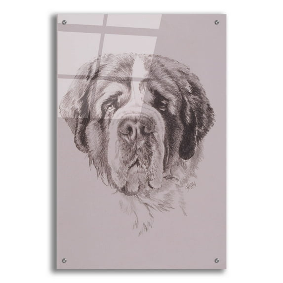Epic Art 'St. Bernard' by Barbara Keith, Acrylic Glass Wall Art, 24"x36"