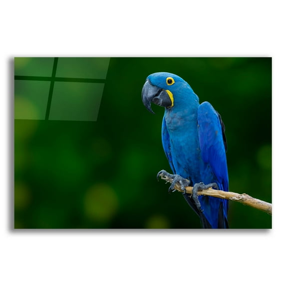 Epic Art 'Standing Alone' by Jonathan Ross, Acrylic Glass Wall Art, 24"x16"