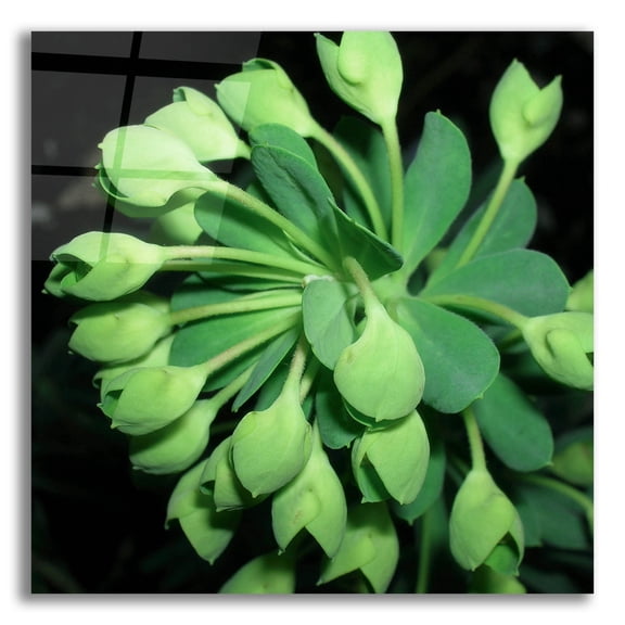 Epic Art 'Succulence 1' by Alicia Ludwig Acrylic Glass Wall Art, 12" x 12"