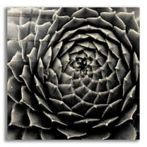 Epic Art 'Succulent' by Gary Horsfall, Acrylic Glass Wall Art, 12"x12"