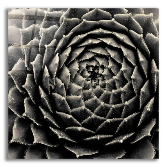 Epic Art 'Succulent' by Gary Horsfall, Acrylic Glass Wall Art, 12"x12"