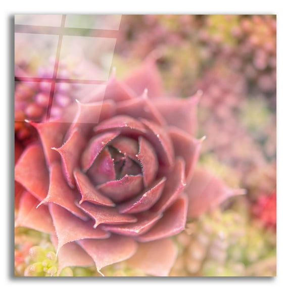 Epic Art 'Succulents 02' by Lightbox Journal, Acrylic Glass Wall Art, 12"x12"