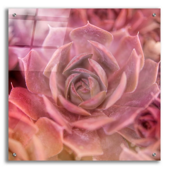 Epic Art 'Succulents 04' by Lightbox Journal, Acrylic Glass Wall Art, 24"x24"