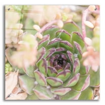 Epic Art 'Succulents 08' by Lightbox Journal, Acrylic Glass Wall Art, 24"x24"