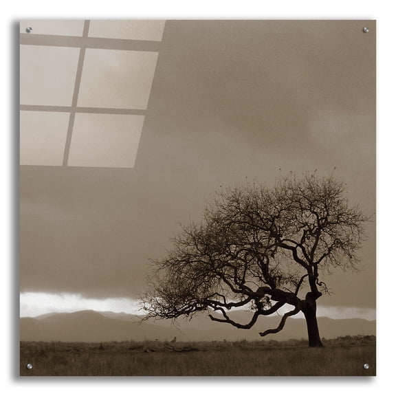 Epic Art 'Survivor' by Photoinc Studio, Acrylic Glass Wall Art, 36"x36"