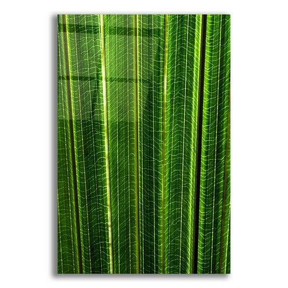 Epic Art 'The Great Green Wall' by Epic Portfolio Acrylic Glass Wall Art, 12"x16"