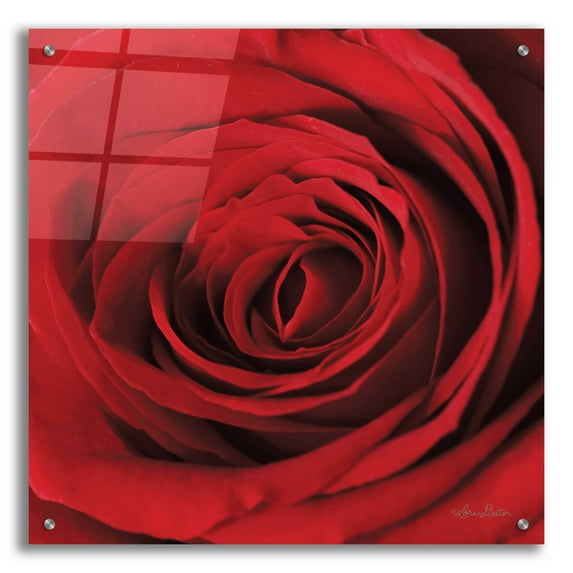 Epic Art 'The Red Rose II' by Lori Deiter, Acrylic Glass Wall Art, 24"x24"