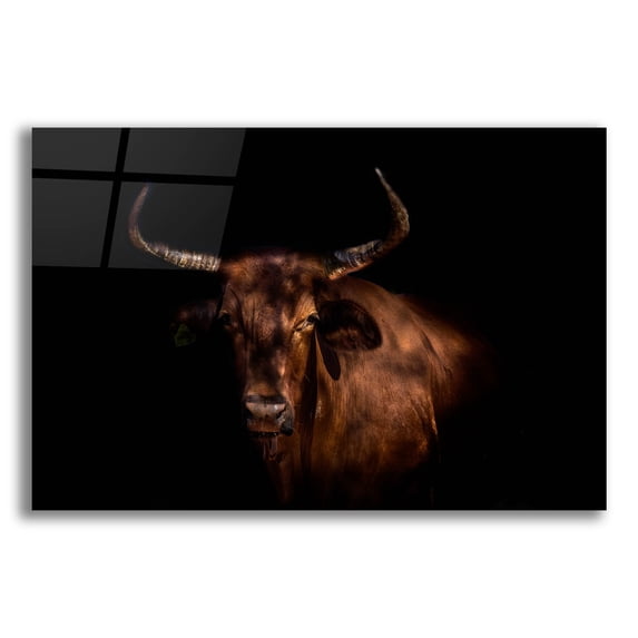 Epic Art 'Thoughtful Cow' by Epic Portfolio, Acrylic Glass Wall Art, 16"x12"