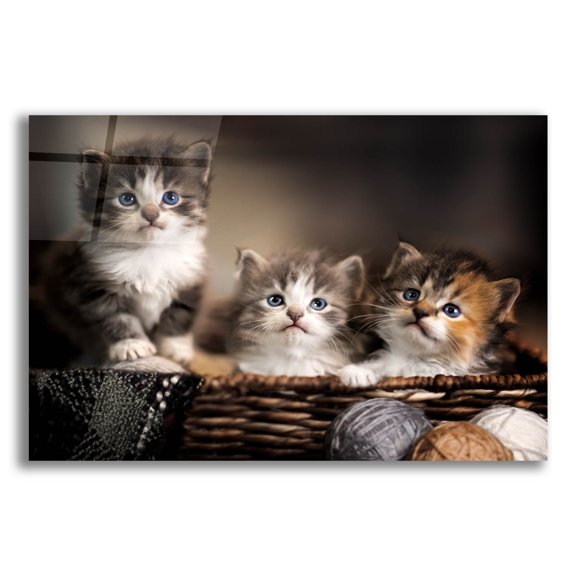 Epic Art 'Three Kittens' by Jonathan Ross, Acrylic Glass Wall Art, 24"x16"