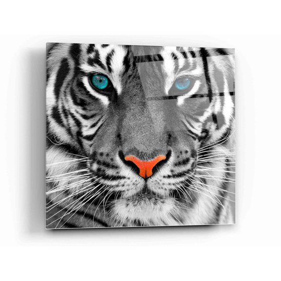 Epic Art 'Thrill of the Tiger' Acrylic Glass Wall Art, 12"x12"
