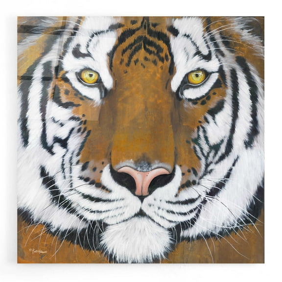 Epic Art 'Tiger Gaze' by Britt Hallowell, Acrylic Glass Wall Art, 12"x12"