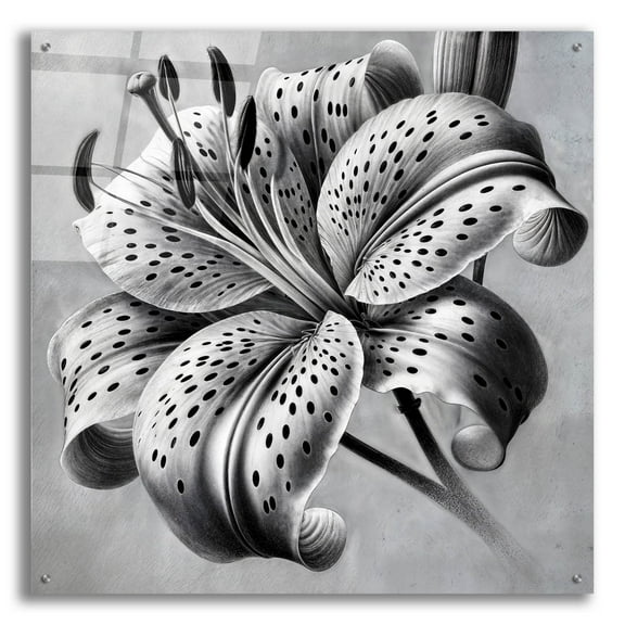 Epic Art 'Tiger Lily Flower' by Rey Klimt Acrylic Glass Wall Art, 36" x 36"