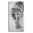 thumbnail image 1 of Epic Art 'Tiger approaching sketch' by Robert Campbell, Acrylic Glass Wall Art, 24"x48", 1 of 8