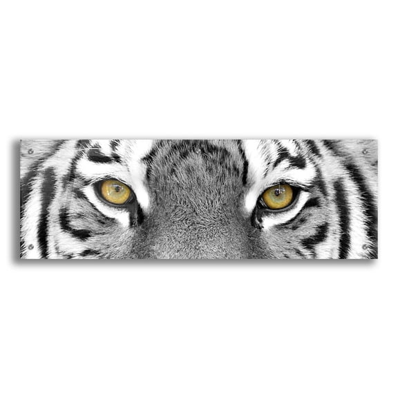 Epic Art 'Tiger' by Photoinc Studio, Acrylic Glass Wall Art, 36"x12"