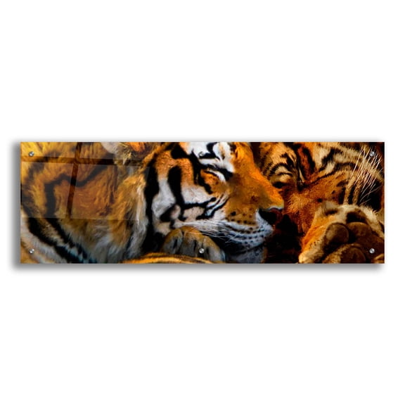 Epic Art 'Tigers Sleep' by Murray Henderson Fine Art, Acrylic Glass Wall Art, 36"x12"