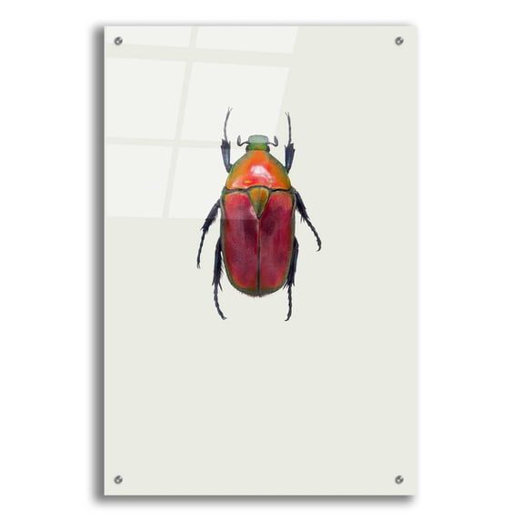 Epic Art 'Torynorrhina Flammea' by Incado, Acrylic Glass Wall Art, 24"x36"