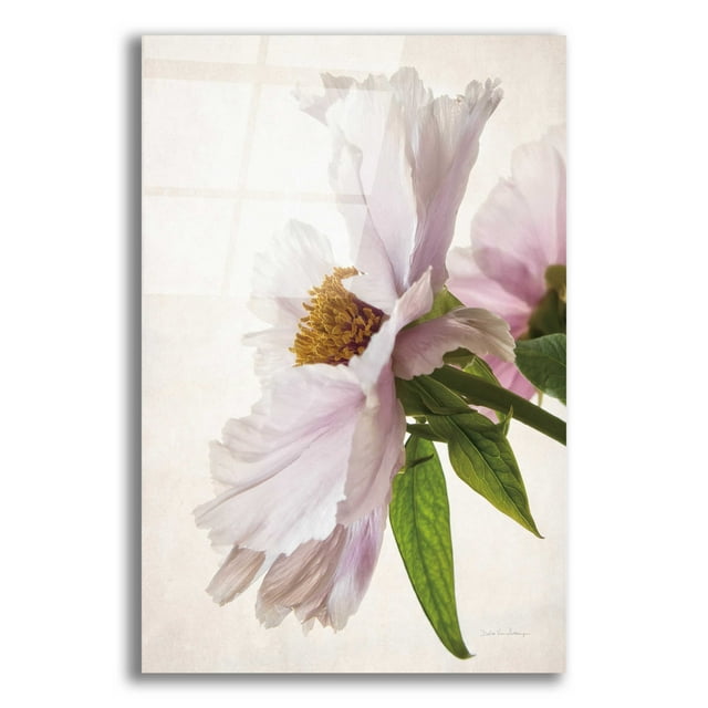 Epic Art 'Translucent Peony IV' by Debra Van Swearingen, Acrylic Glass Wall Art, 12"x16"