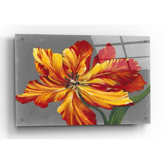 Epic Art 'Tulip Portrait I' by Tim O'Toole, Acrylic Glass Wall Art, 36"x24"