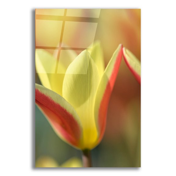 Epic Art 'Tulip Tinka' by Cora Niele, Acrylic Glass Wall Art, 12"x16"